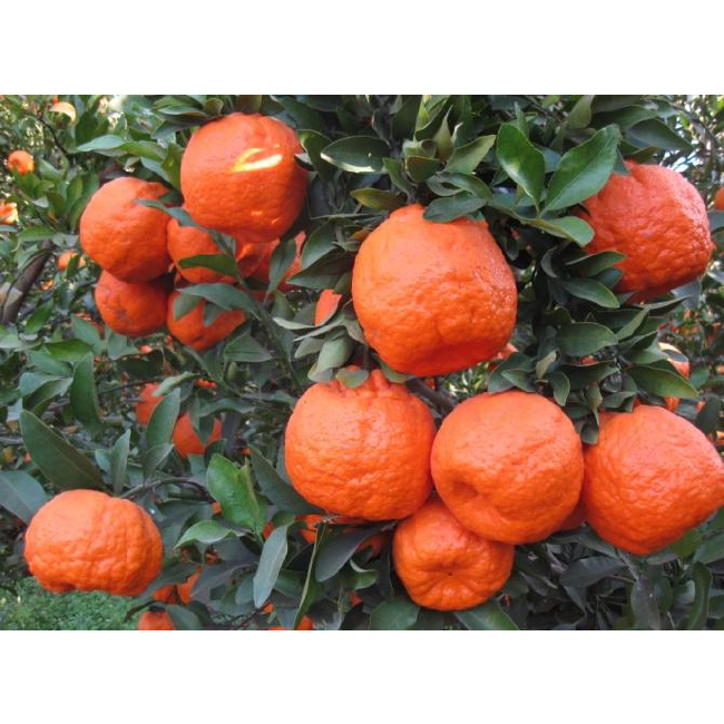 宾川柑橘上市时间早糖分高风味浓色泽鲜艳酸甜