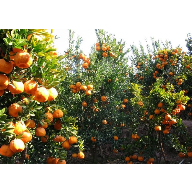 宾川柑橘上市时间早糖分高风味浓色泽鲜艳酸甜