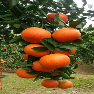 水果种子 柑橘苗批发供应_水果种子 柑橘苗价