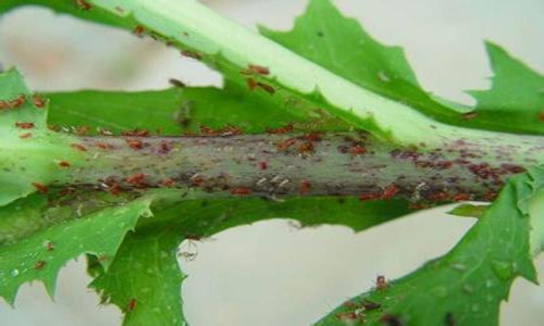 莴苣蚜虫虫害病症以及防治方法