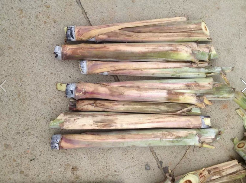 黑皮甘蔗苗 广西黑皮甘蔗种苗,包技术指导
