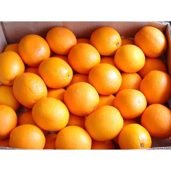 宜昌三峡脐橙纽荷尔圆红大量低价销售批发批发