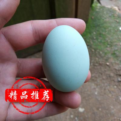 湖南省永州市江华瑶族自治县供应绿壳鸡蛋