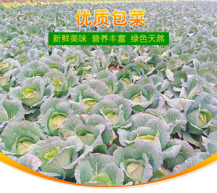 包菜一般指卷心菜,是十字花科,芸苔属的植物,为甘蓝的变种.