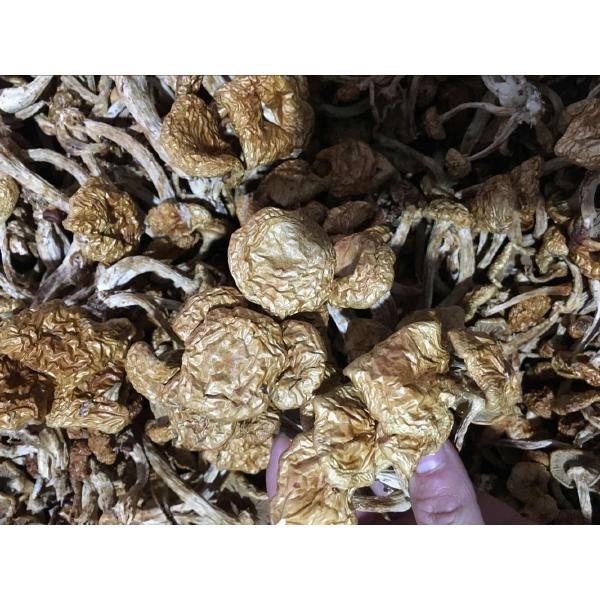 古田滑子猴头菇高品质干品滑子猴头菇一斤23