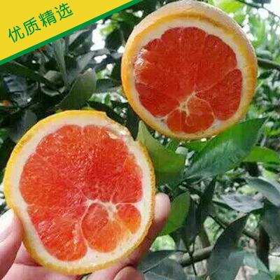 【长虹橙子大量批发 可接国际贸单 果园看货来