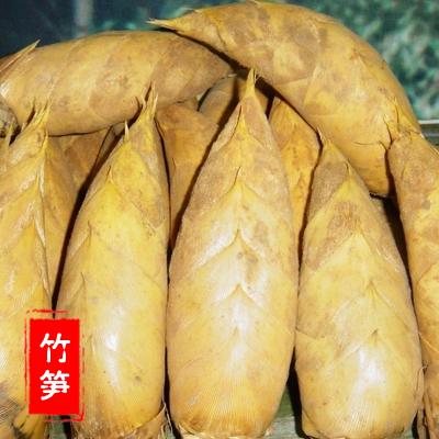 竹笋的特性 - shufubisheng - shufubisheng的博客 竹笋的特性 - shufubisheng - shufubisheng的博客