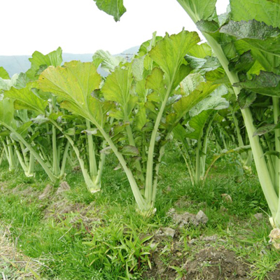 包心芥菜 4两以上 优质芥菜大量批发