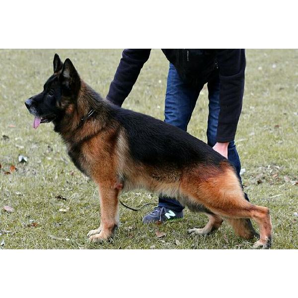 黑背犬