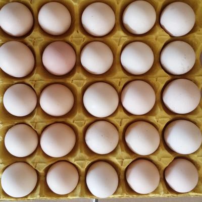 鸡蛋批发\/供应|鸡蛋价格-鸡蛋批发市场-第15页