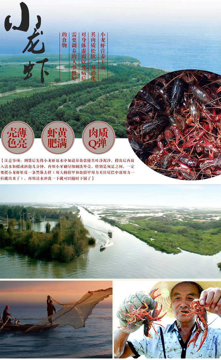 优质龙虾大量批发
