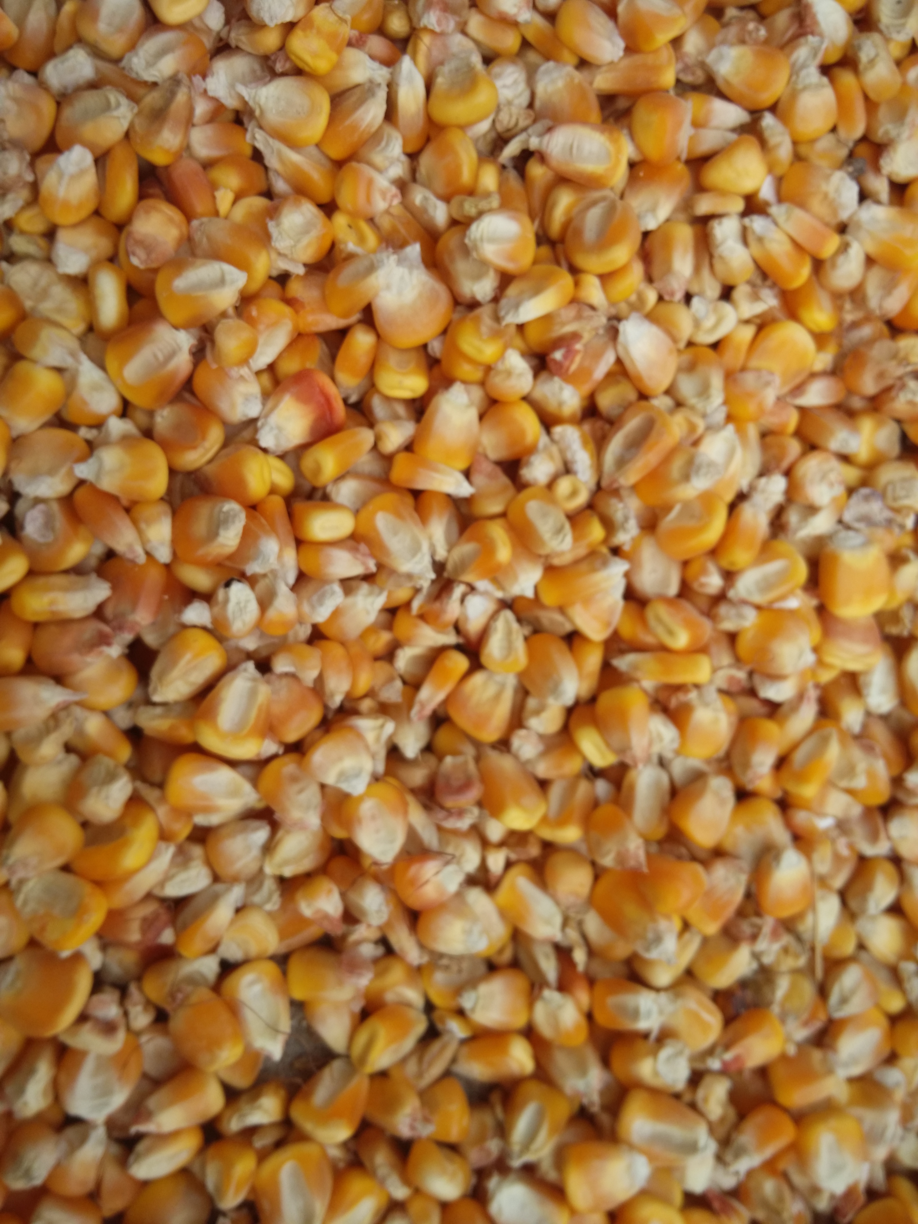 大量供应优质玉米 玉米粒