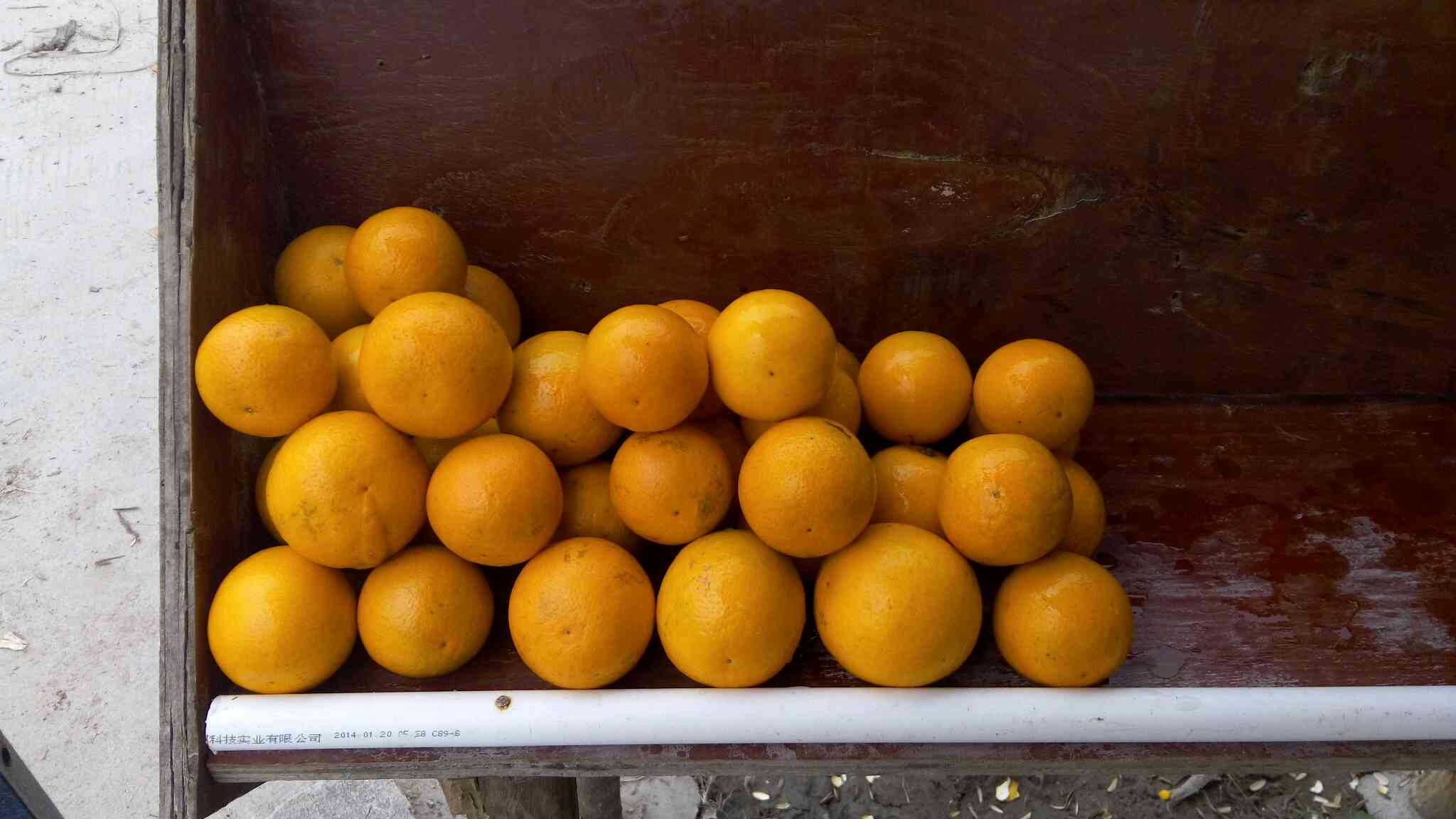 【橙子批发】脐橙价格0元\/斤 1斤起批