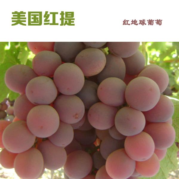 红提子红地球葡萄浙江特产美国品种江浙沪皖包邮