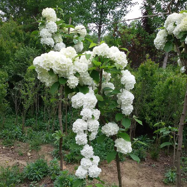 木香花 