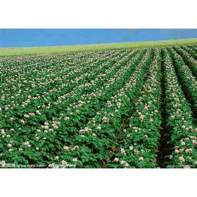 土豆批发\/供应|土豆价格-土豆批发市场