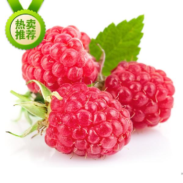 【树莓批发】树莓价格0元\/斤 1斤起批 - 惠农网
