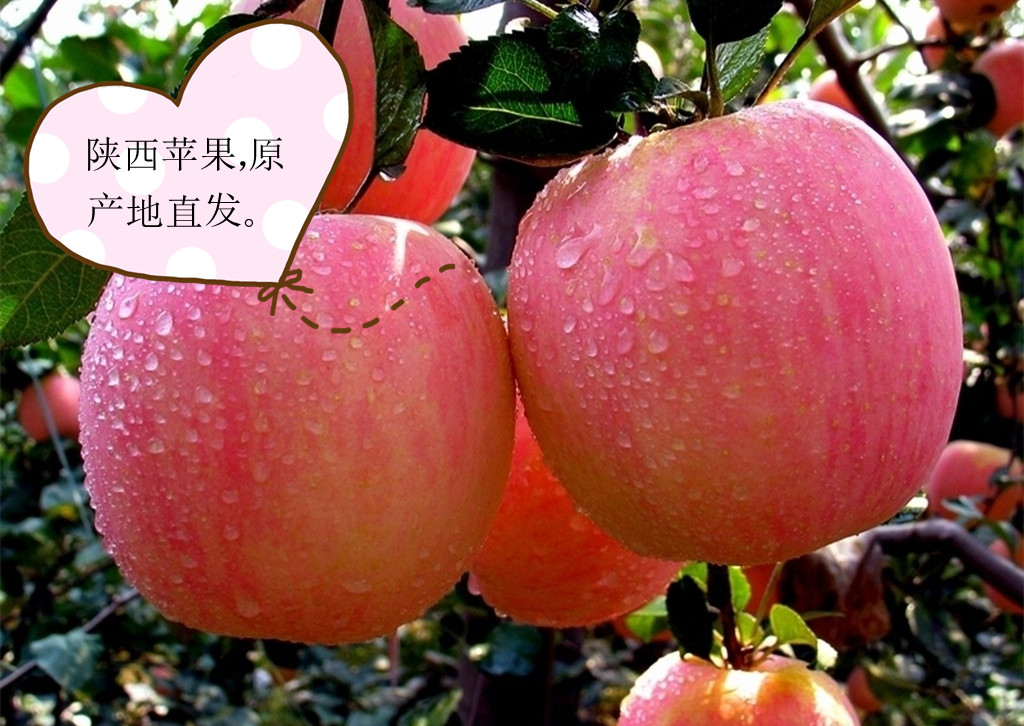 陕西省咸阳市乾县红富士苹果