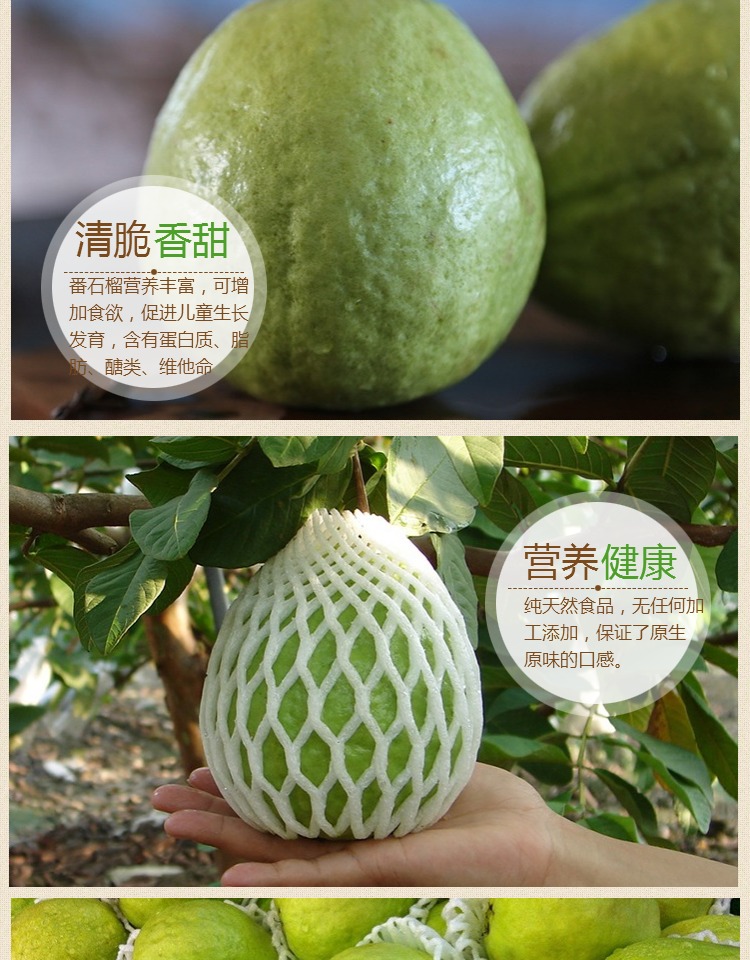 珍珠番石榴