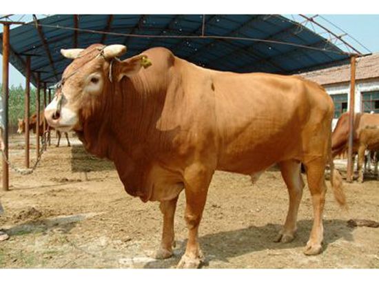 鲁西黄牛 1000斤以上 公牛