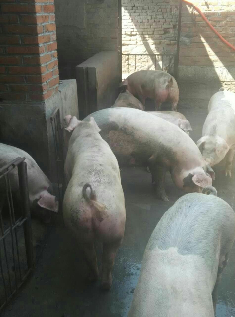 仔猪生猪供应,180到300斤,内三元,土杂生猪,长年供应详情*