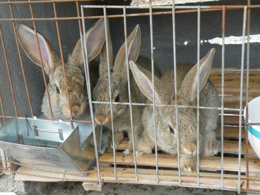 兔子 比利时兔批发供应_兔子 比利时兔价格行