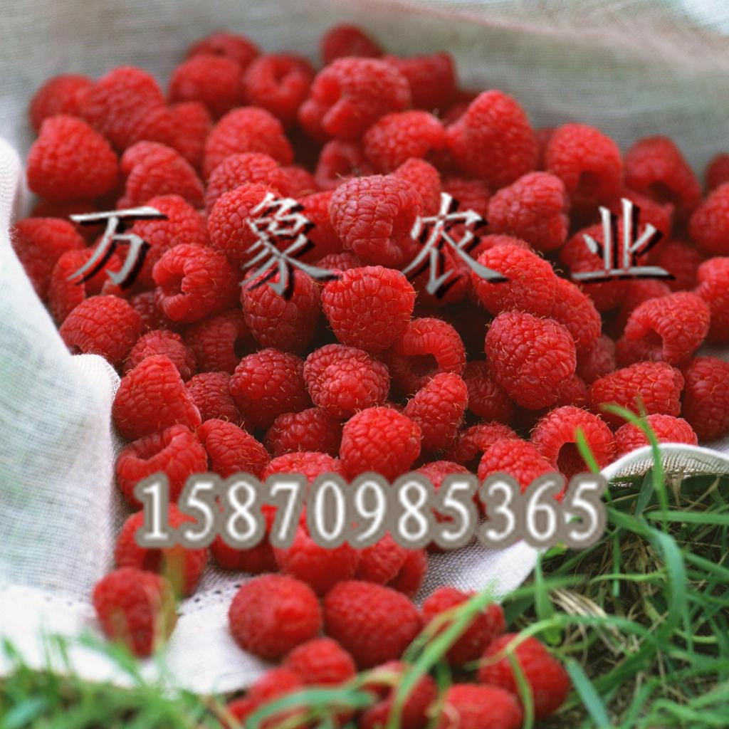 红树莓苗树莓苗万象农业供应批发批发供应_红