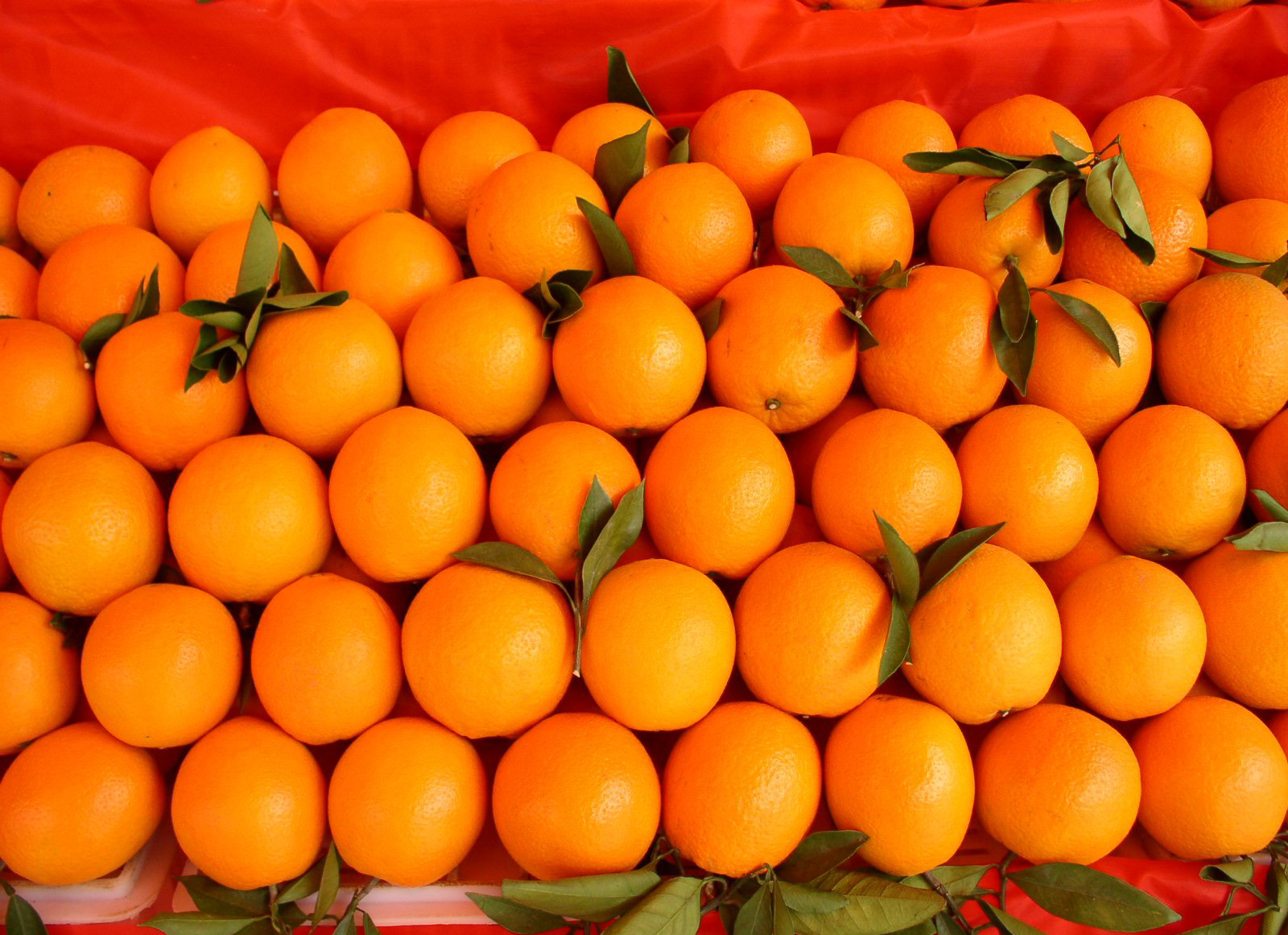 脐橙橙子批发供应_脐橙橙子价格行情_脐橙橙