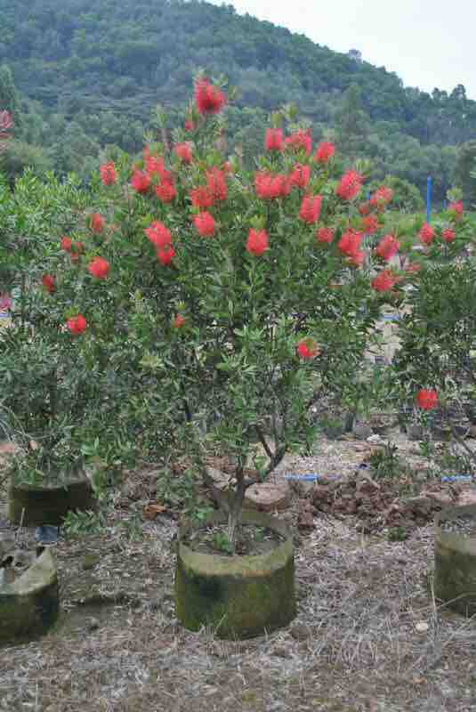 茶花茶花树