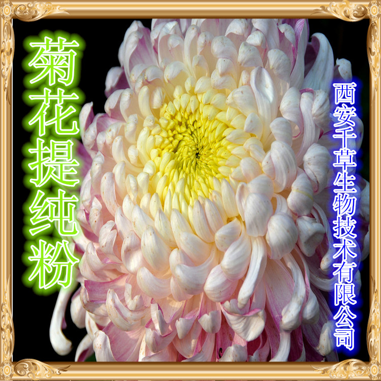 防风提取物防风粉防风浓缩粉防风浸膏粉 防风提取物防风粉防风浓缩粉防风浸膏粉