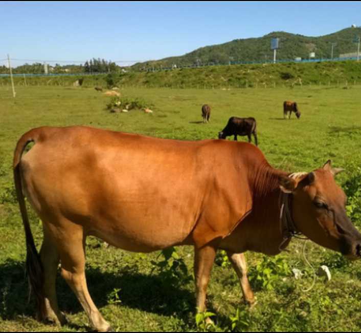 原生态黄牛 400-600斤 公牛