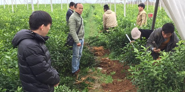 安顺哪里有鹿寨无核蜜橙苗卖批发供应_安顺哪