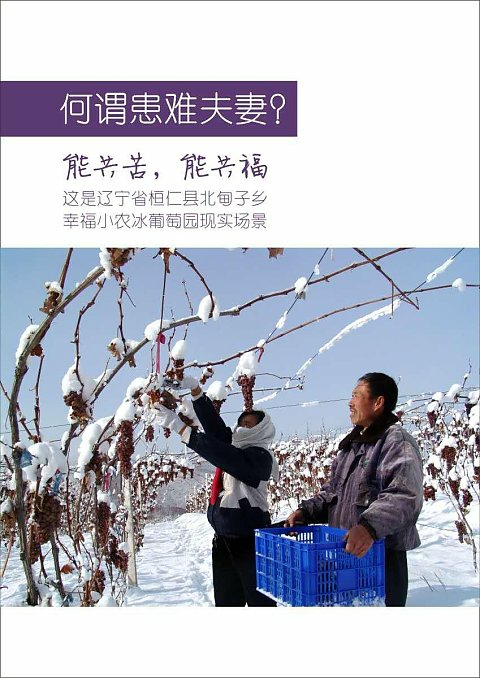 冰葡萄苗 加拿大威代尔冰葡萄苗
