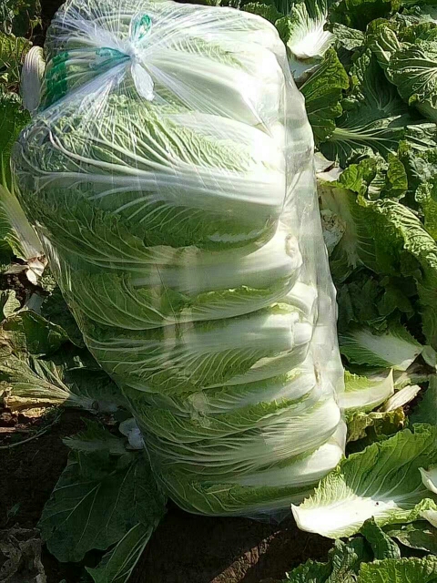 黄心大白菜 3~6斤