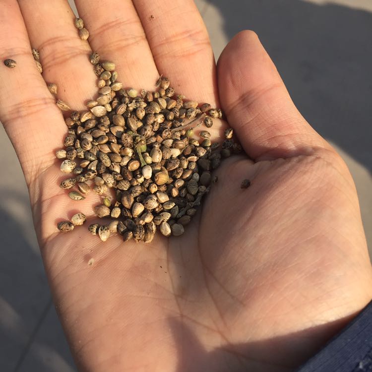火麻籽 