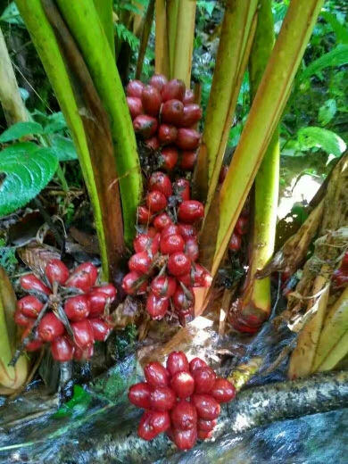 草果苗