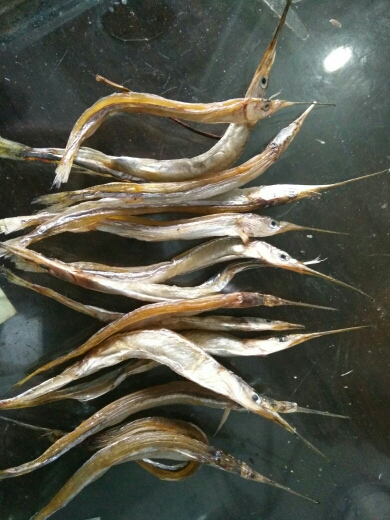 洞庭湖针鱼