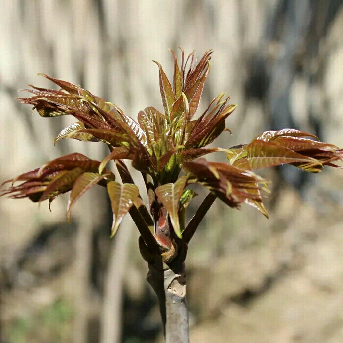 红香椿芽