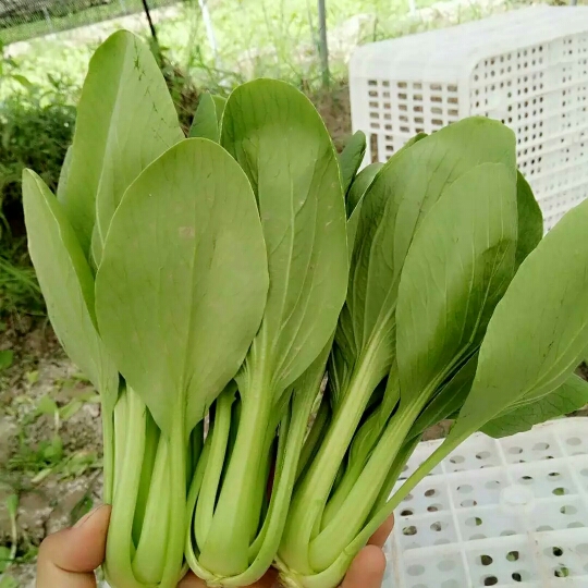 小青菜 小油菜,上海青,,青菜