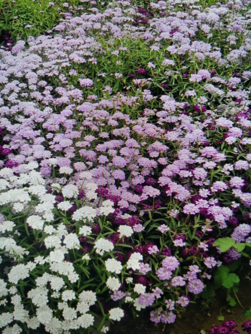 江苏屈曲花种子