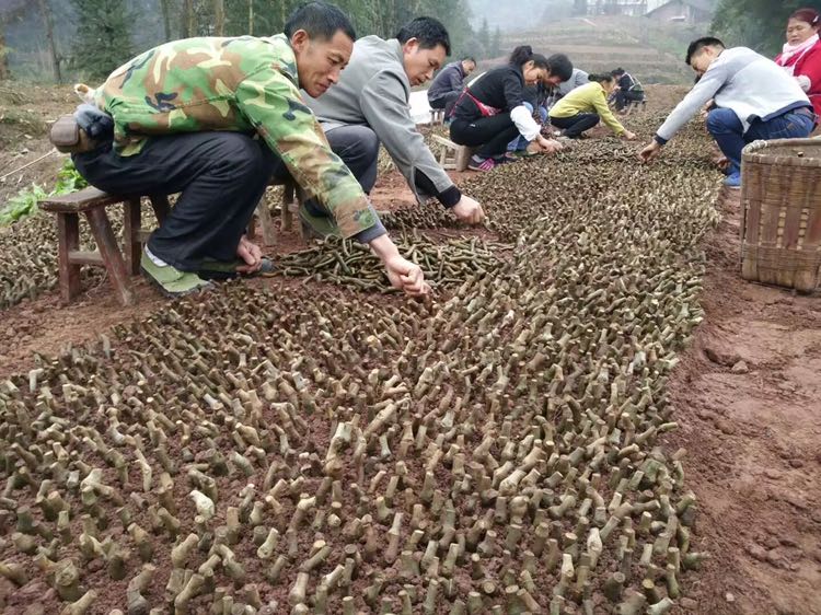 供应大厅  种子种苗  葛根种苗    栽培技术 播种育苗:西番莲可通过