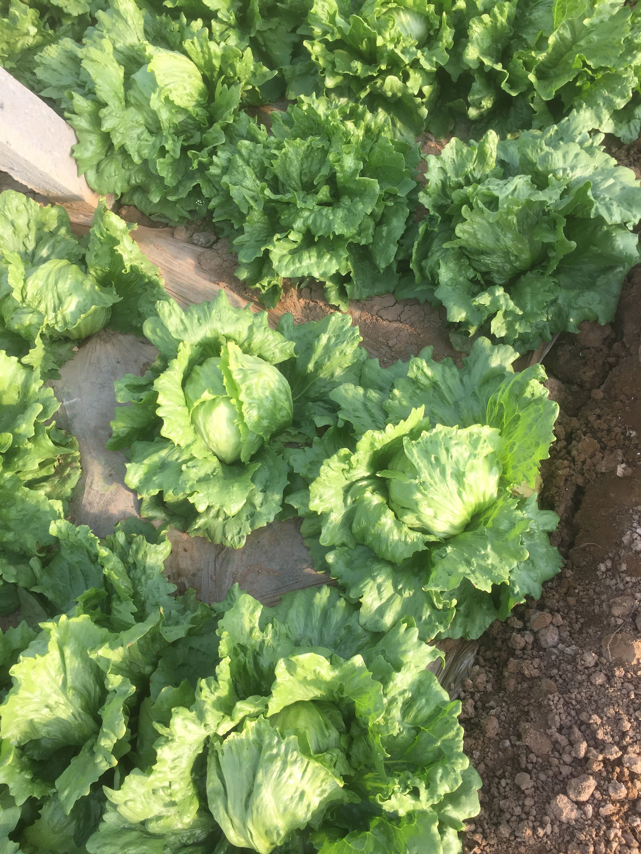 结球生菜 8~9两