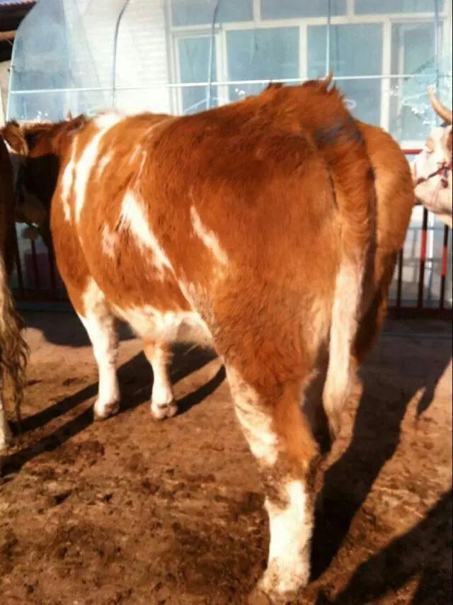 西门塔尔牛 800-1000斤 公牛