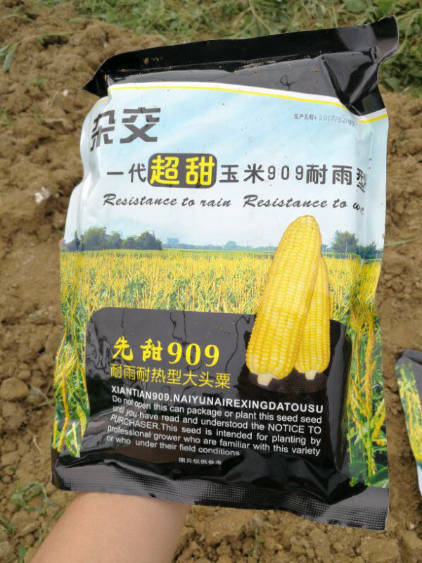 农科玉909号玉米