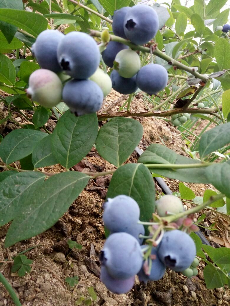 奥尼尔蓝莓 绿宝石,珠宝