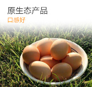 鸡蛋 七彩山鸡种蛋
