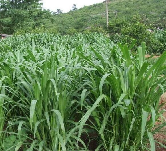 青绿饲料 甜象草巨菌草皇竹草绿洲一号牧草成活率高产量多100节包邮