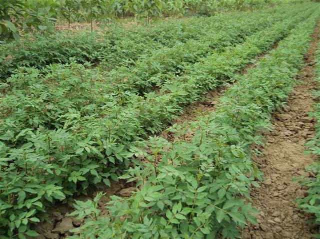 种植基地直销批发各种花椒苗现挖现卖保证一手货源******