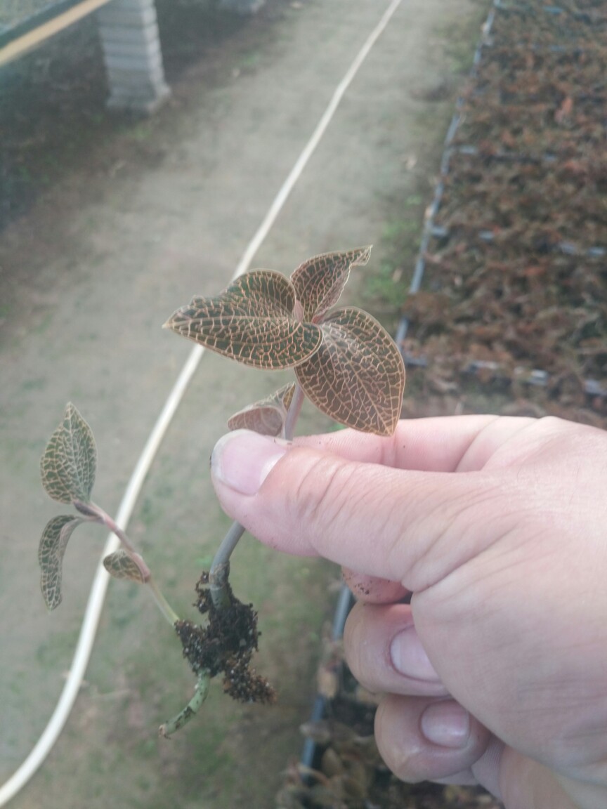 金线莲种子