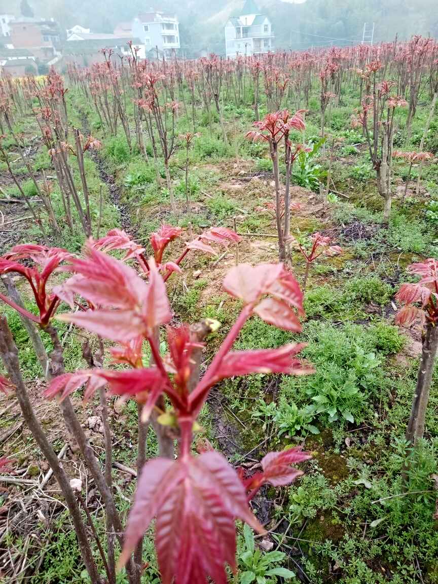 红香椿芽